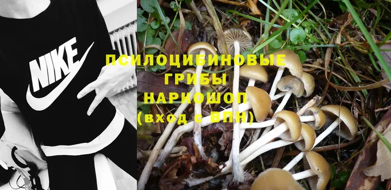 Галлюциногенные грибы Psilocybe  OMG как зайти  Верхний Тагил 